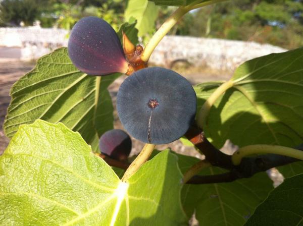 Fig-fruit