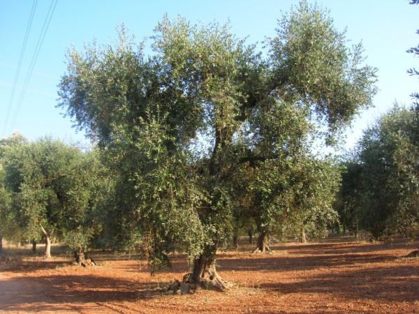 Olive-groves