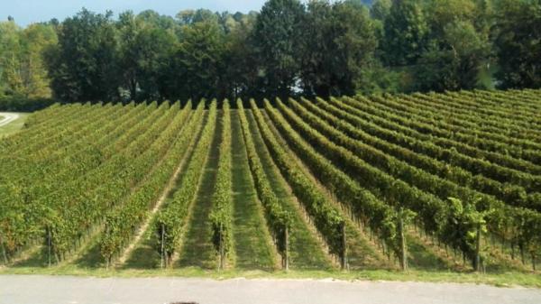 franciacorta-vineyards